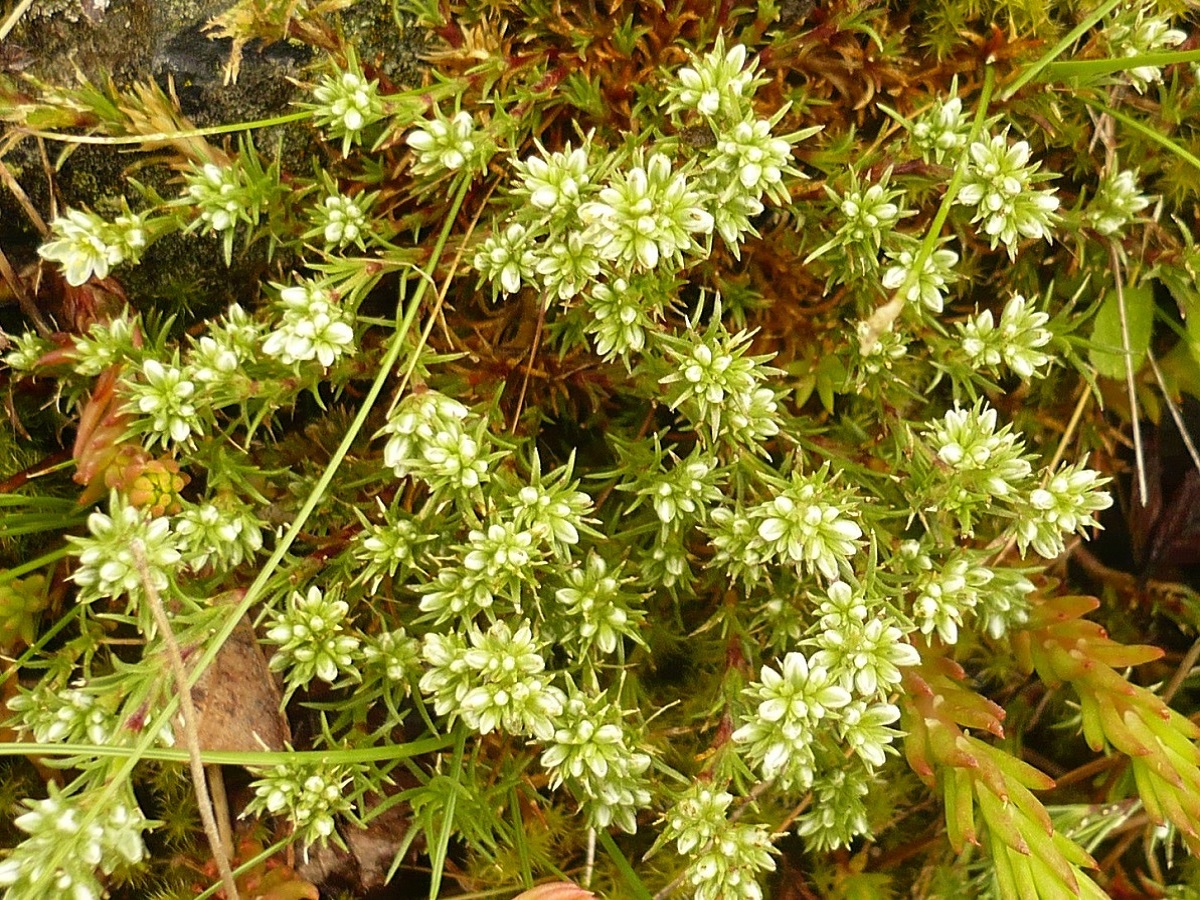 Scleranthus perennis subsp. perennis (Caryophyllaceae)